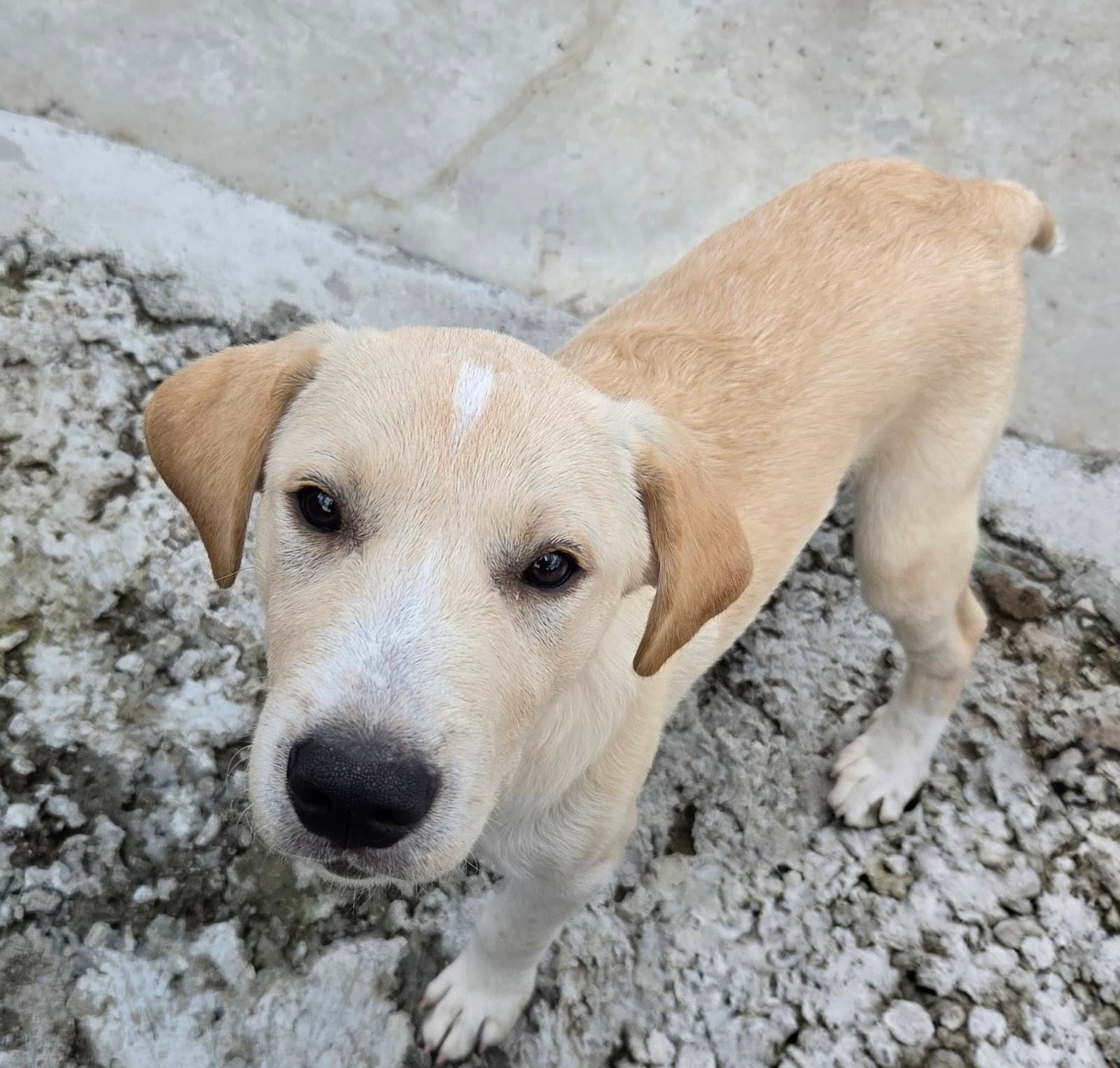 Ivan - Labrador Retriever