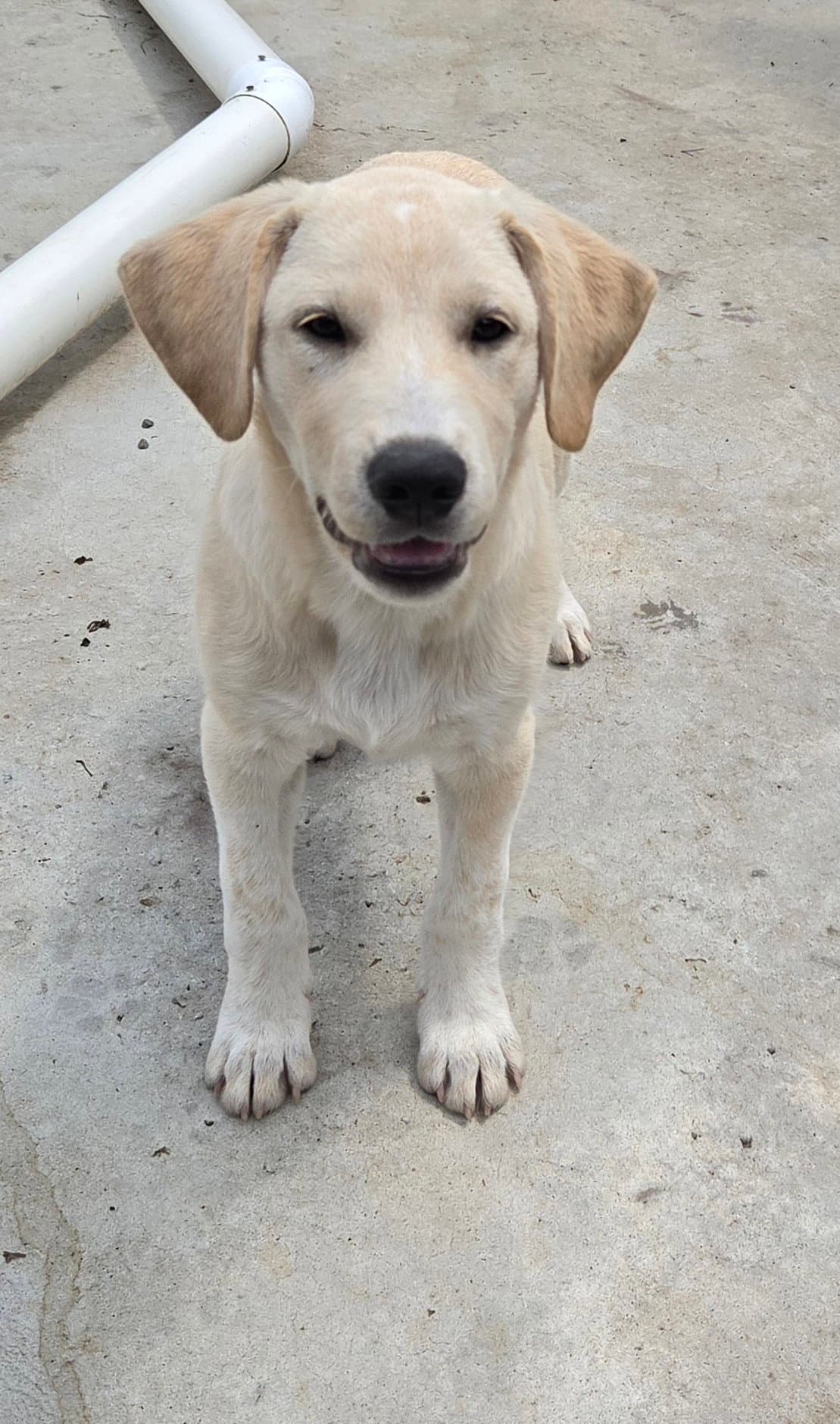 Iggy - Labrador Retriever