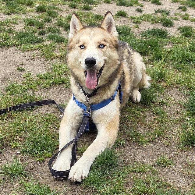 Arthur - Siberian Husky