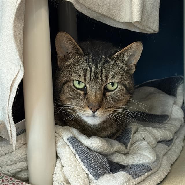 Monty - Domestic Short Hair