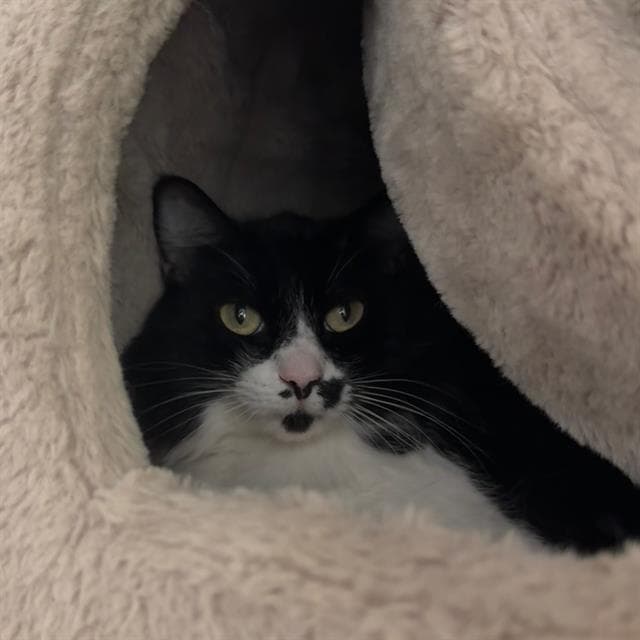 Tokyo - Domestic Short Hair
