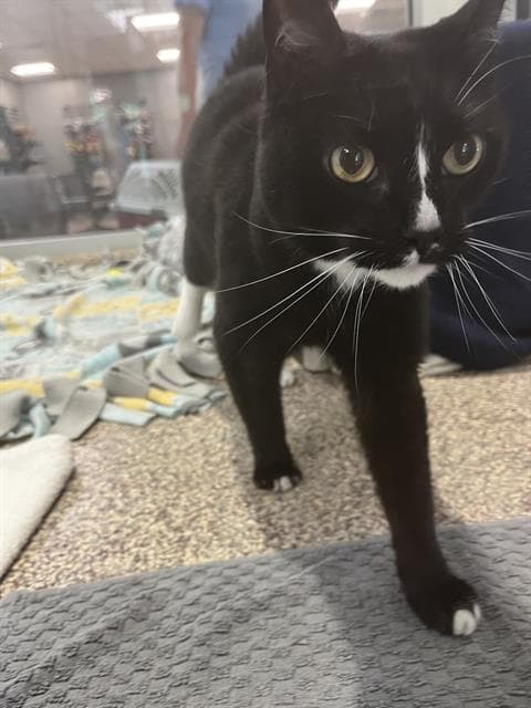 Selene - Domestic Short Hair