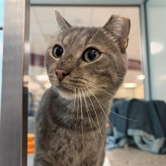 Ben - Fiv - Domestic Short Hair