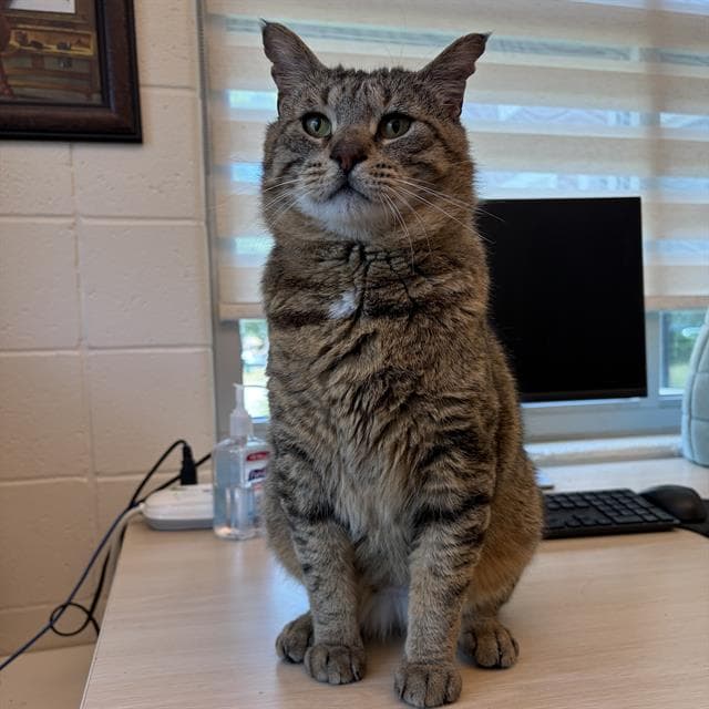 Blizzard Lizard - Fiv - Domestic Short Hair