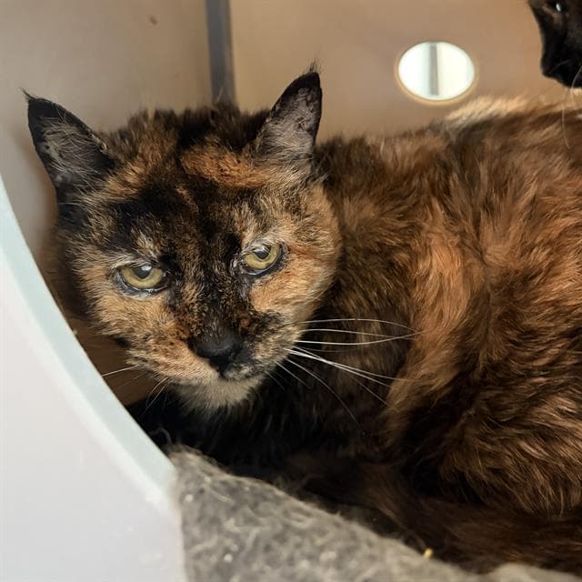 Magnolia - Domestic Short Hair