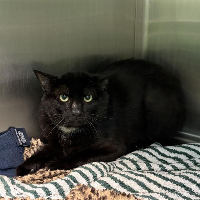 Herring - Domestic Short Hair