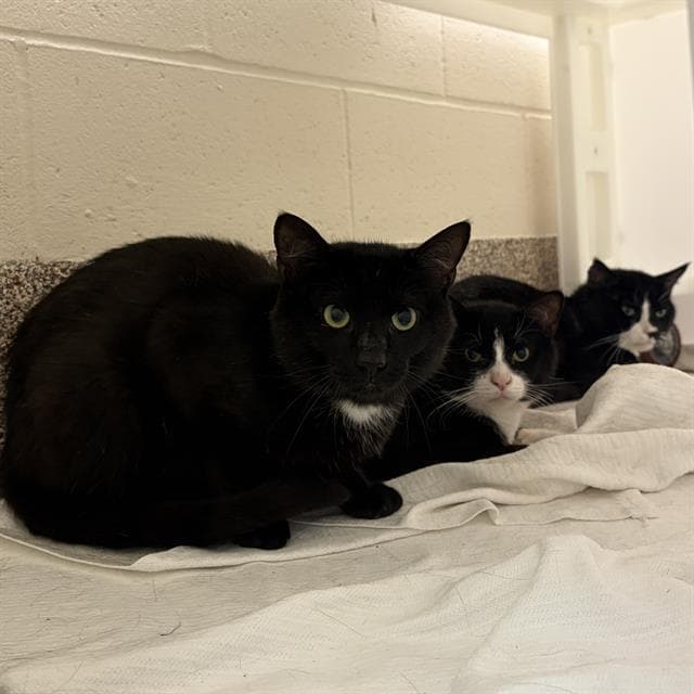 Herring - Domestic Short Hair