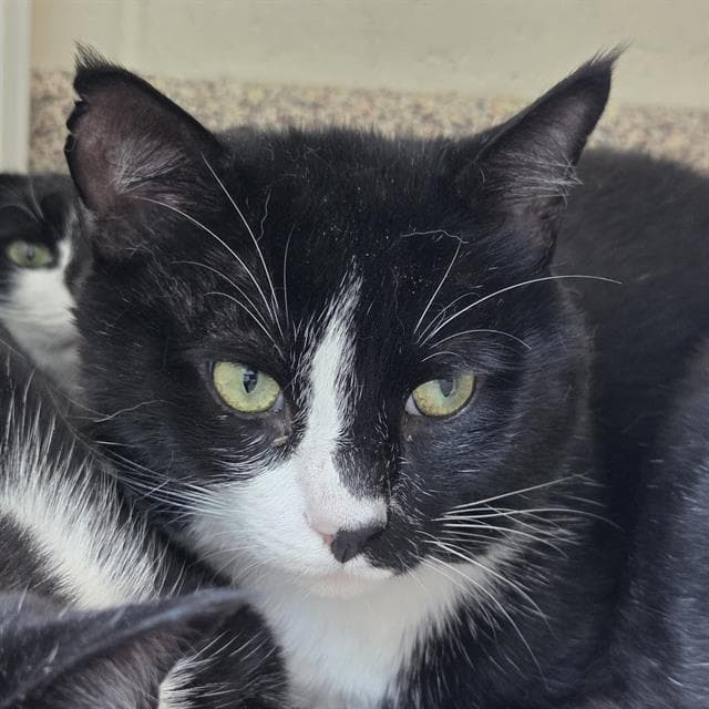 Glaucous - Domestic Short Hair