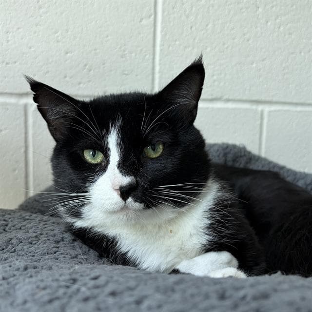 Glaucous - Domestic Short Hair