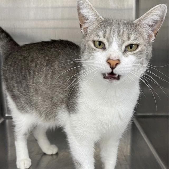 Dutchess - Domestic Short Hair