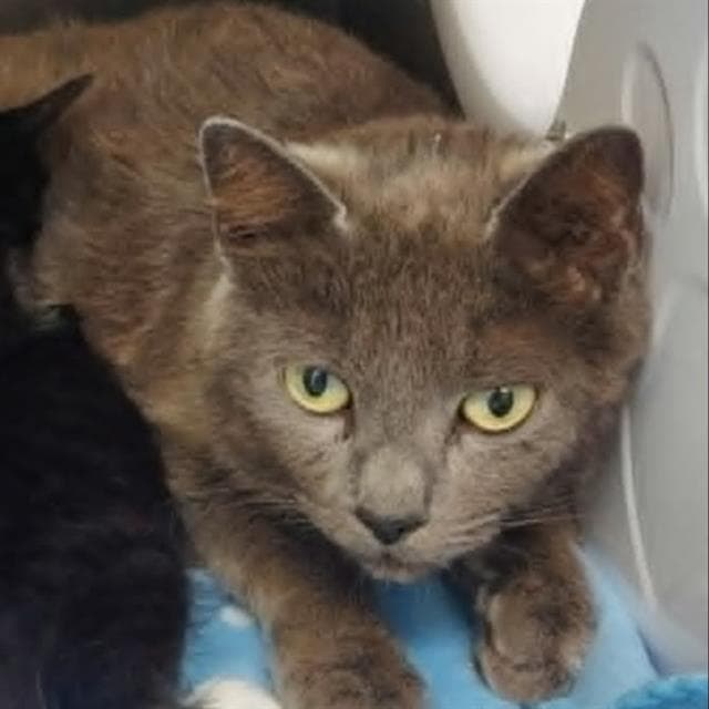 Joan - Domestic Short Hair