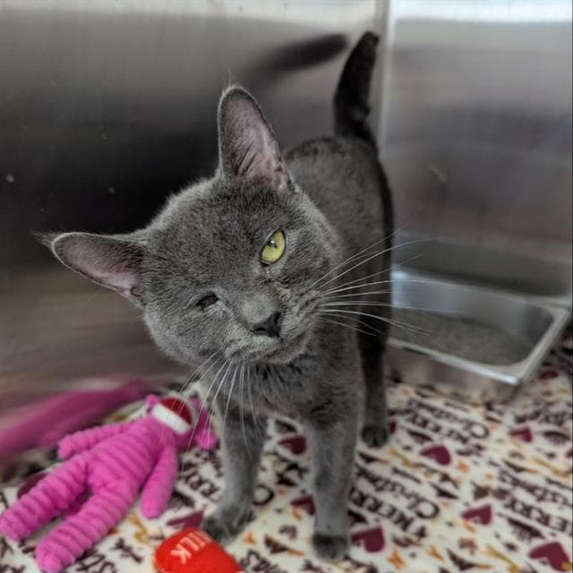 Wonder - Domestic Short Hair
