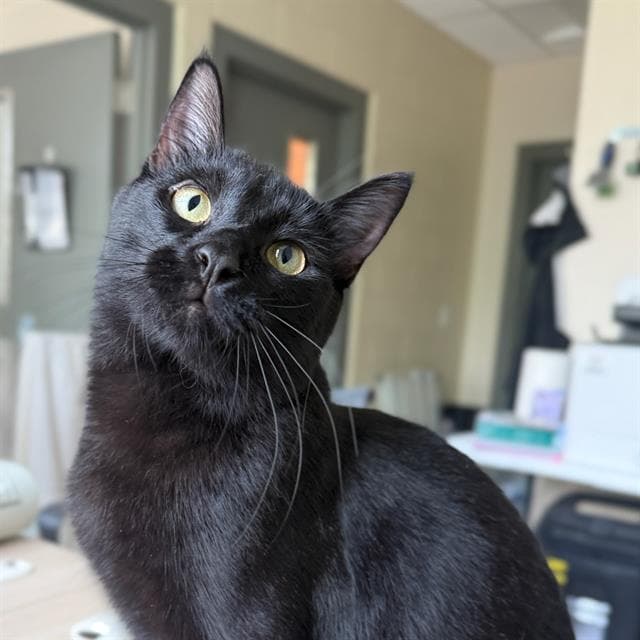 Trouble - Domestic Short Hair