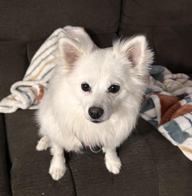 Lumi - American Eskimo Dog
