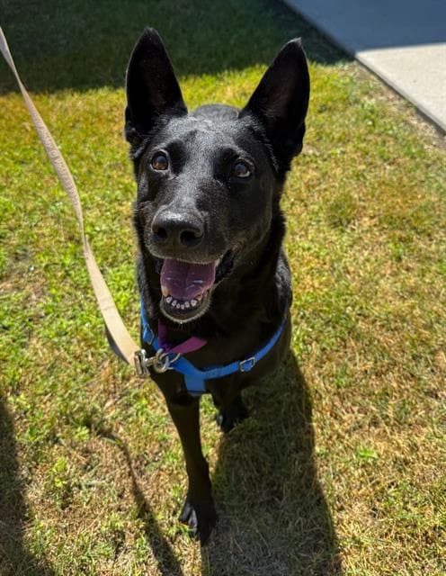 Cady - Dutch Shepherd