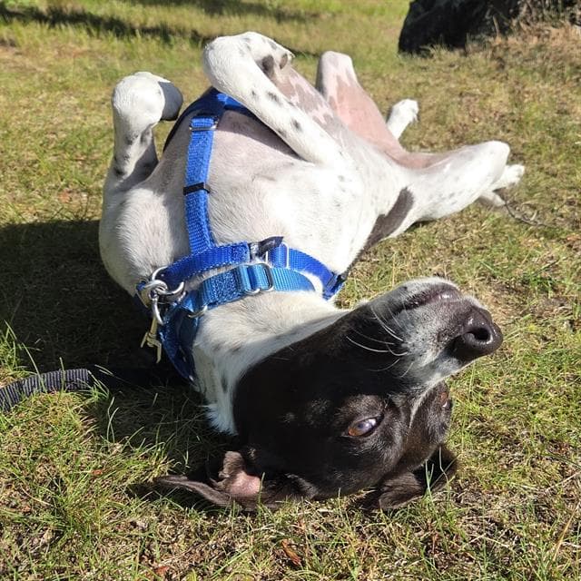 Trinity - Pointer