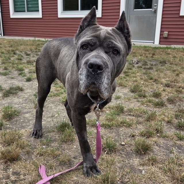 Cali - Cane Corso Mastiff