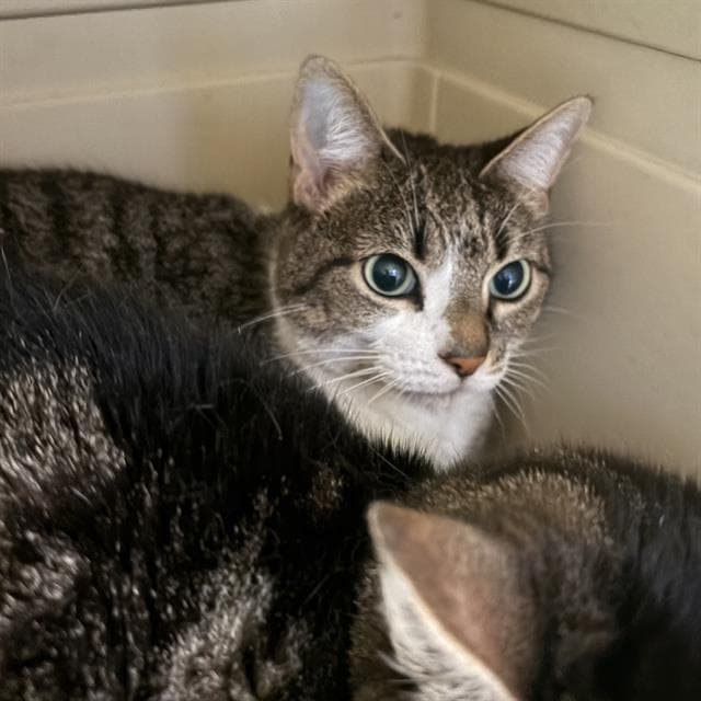 Chloe - Domestic Short Hair