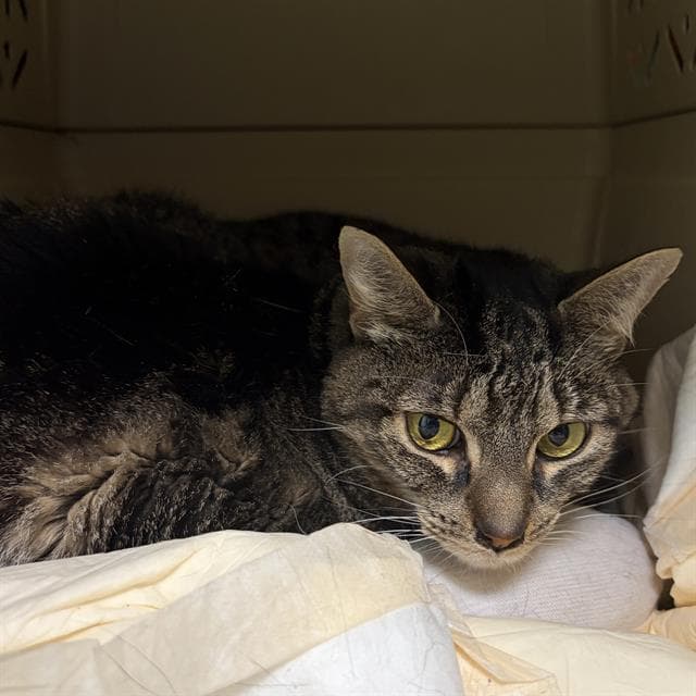 Daisy - Domestic Short Hair