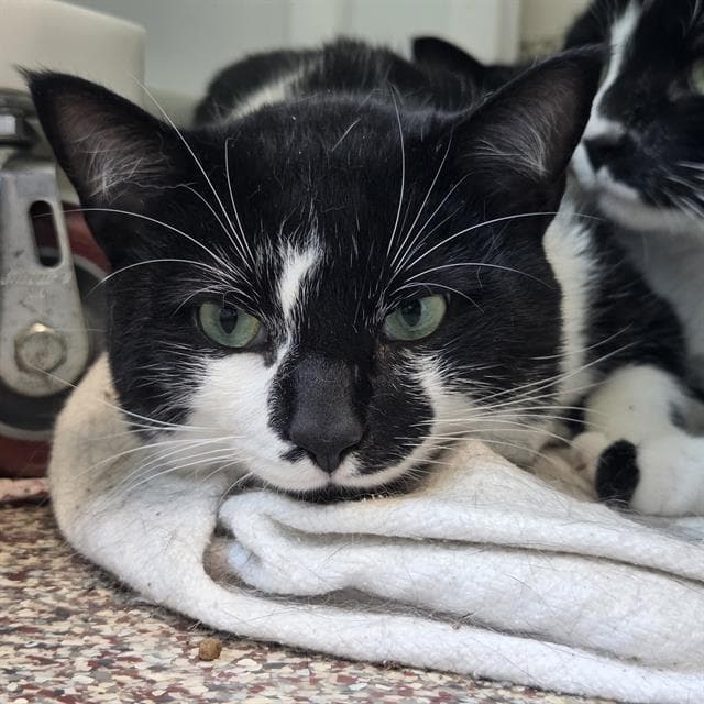 Rockhopper - Domestic Short Hair