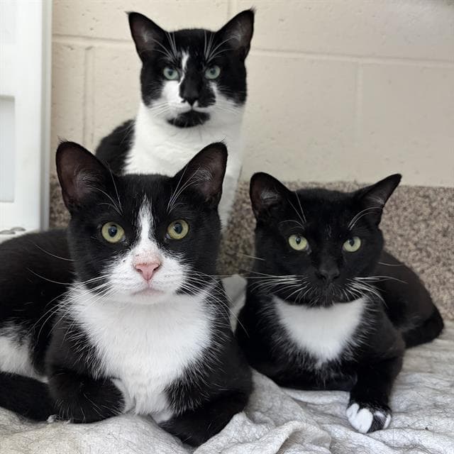 Rockhopper - Domestic Short Hair