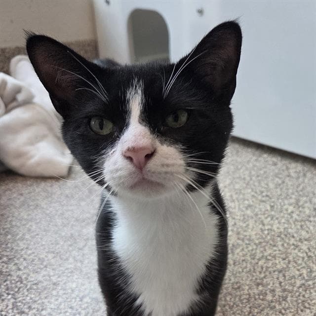 Humbolt - Domestic Short Hair