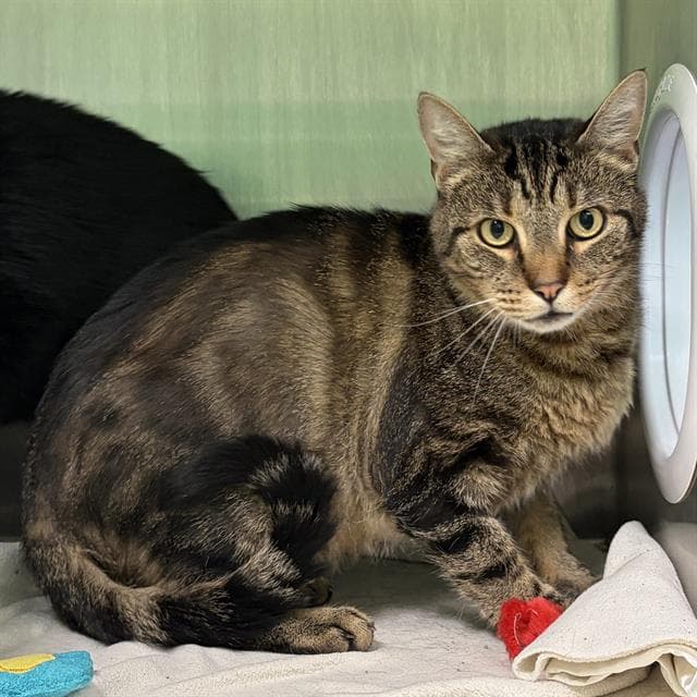 Kit Kat - Domestic Short Hair