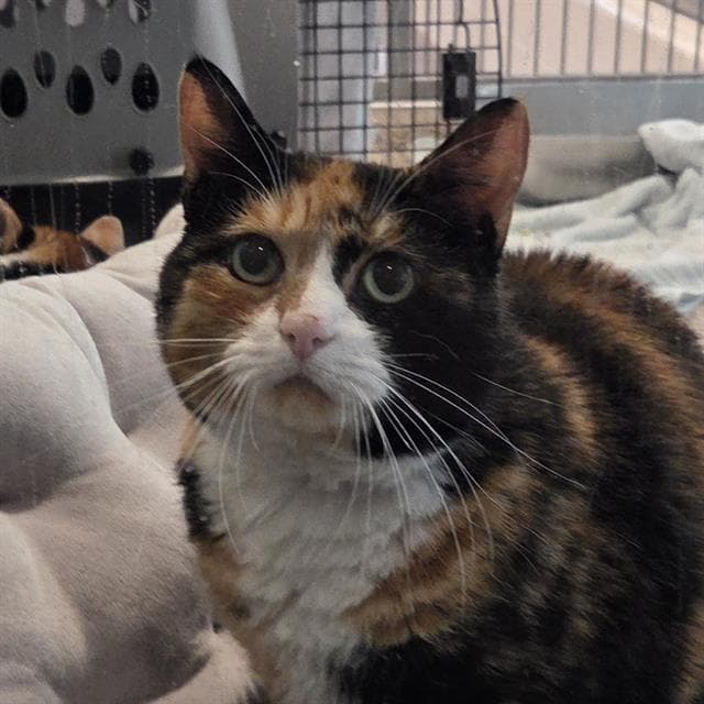 Reese - Domestic Short Hair