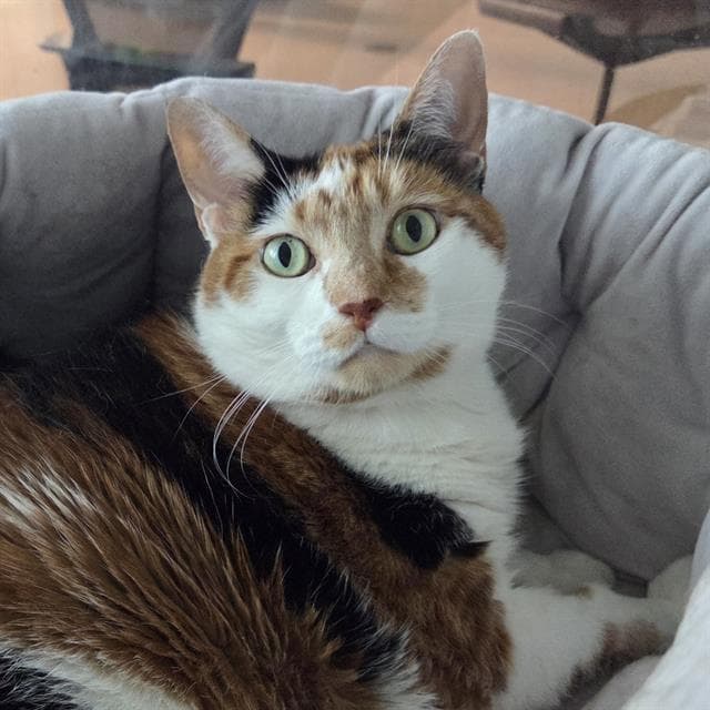 Lucy - Domestic Short Hair