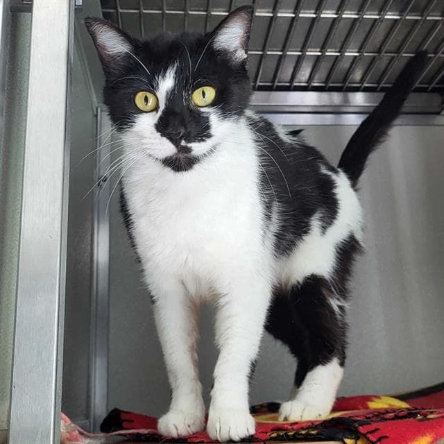 Miss Moo - Domestic Short Hair