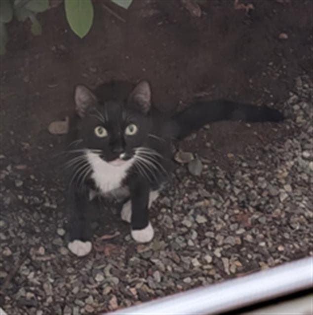 Mom - Domestic Short Hair