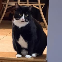 Bootsie image 1