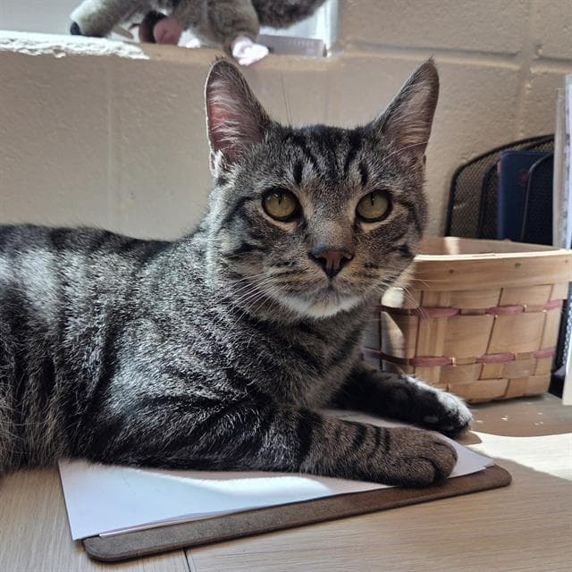 Nino - Domestic Short Hair
