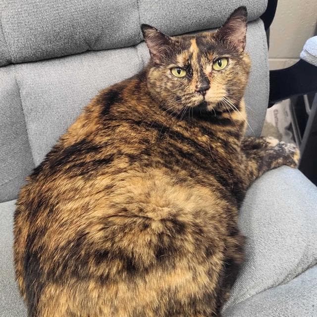 Grace - Domestic Short Hair