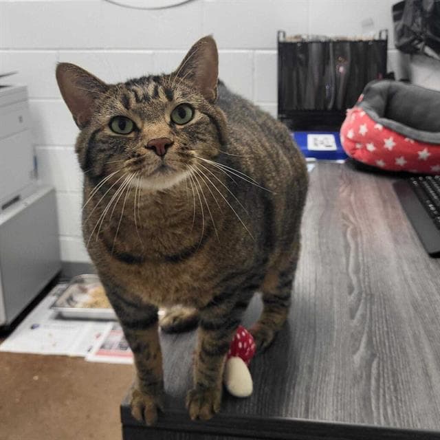 Will - Domestic Short Hair