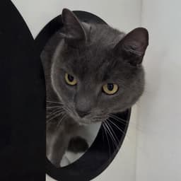 Simba image 1