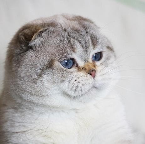Boss - Domestic Short Hair