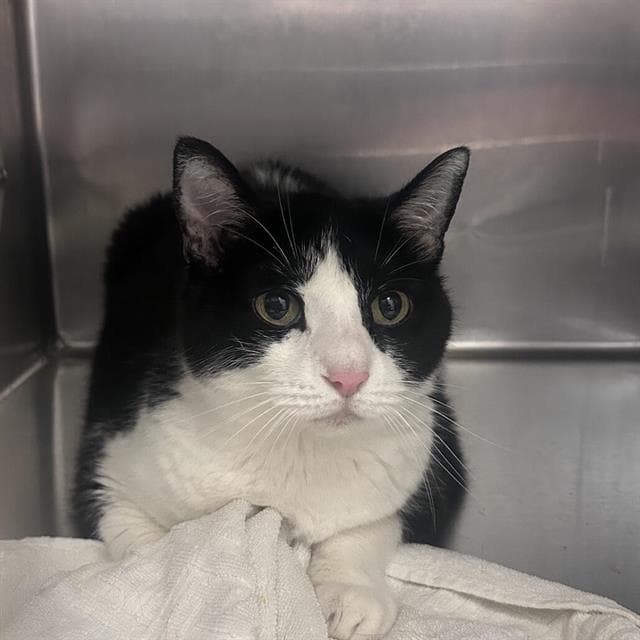 Moon - Domestic Short Hair