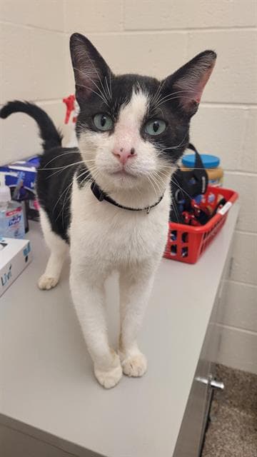 Blueberry - Domestic Short Hair