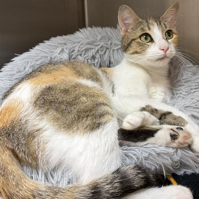 Mist - Domestic Short Hair