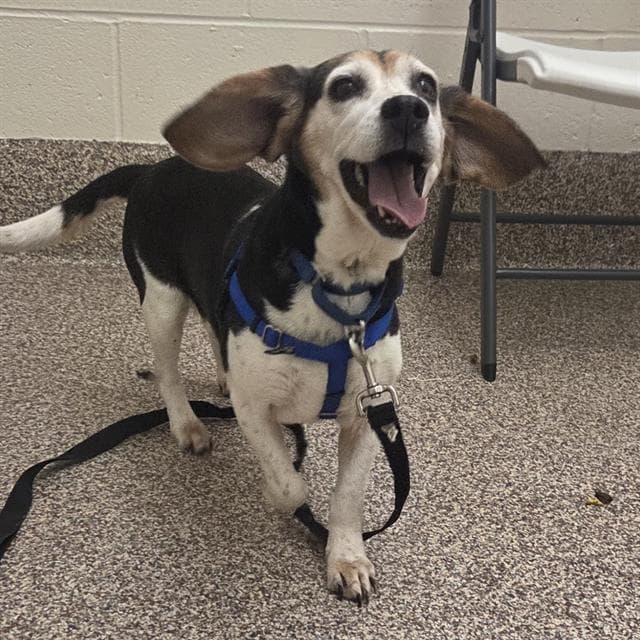 Sadie - Beagle