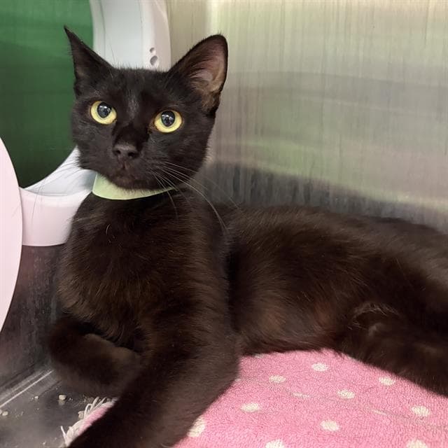 Inky - Domestic Short Hair