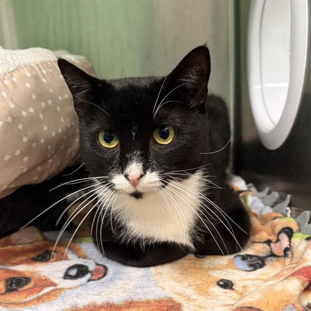 Sylvester - Domestic Short Hair
