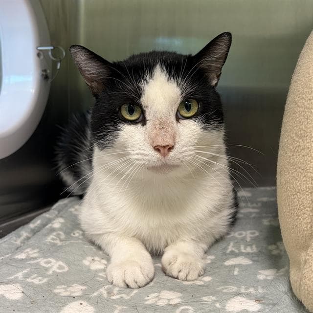 Spike - Domestic Short Hair