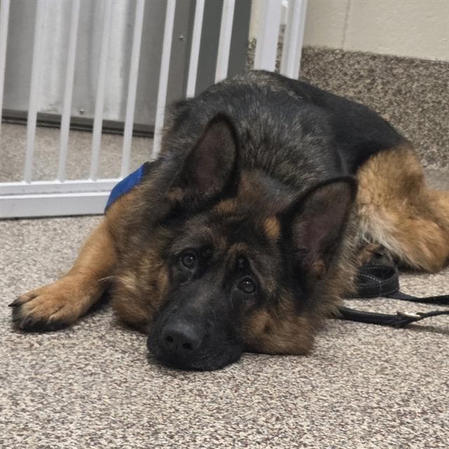Zilo - German Shepherd Dog