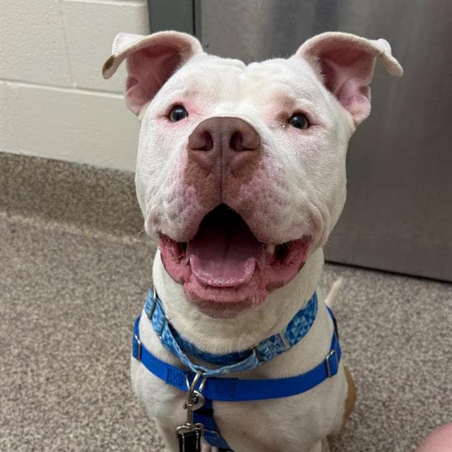 Moo - Pit Bull Terrier