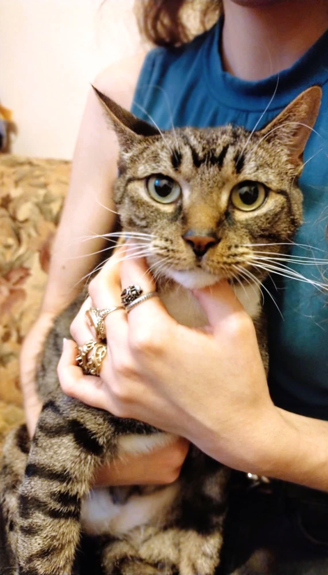 Besa - Extra-Toes Cat (Hemingway Polydactyl)