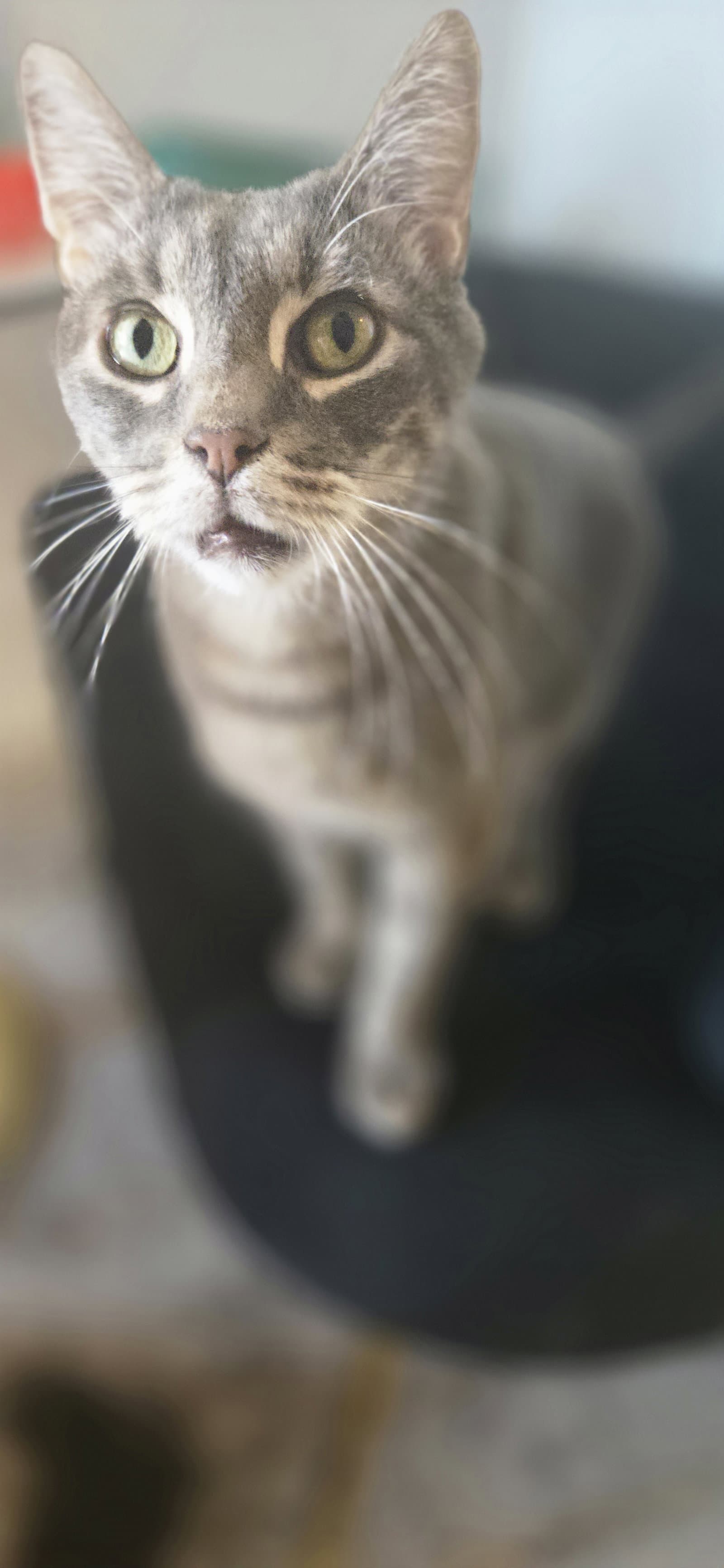 Bootsy - Domestic Short Hair