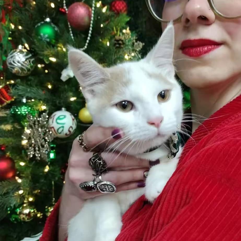 Pumpkin Pie - Domestic Short Hair