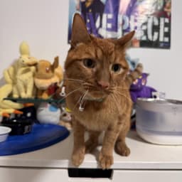 Simba image 1